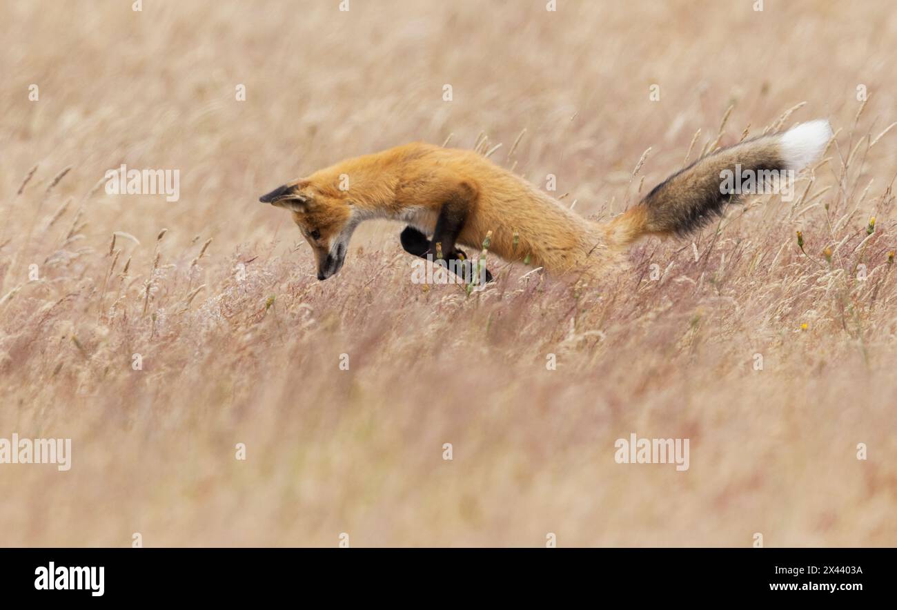 Giovane caccia alla volpe rossa Foto Stock