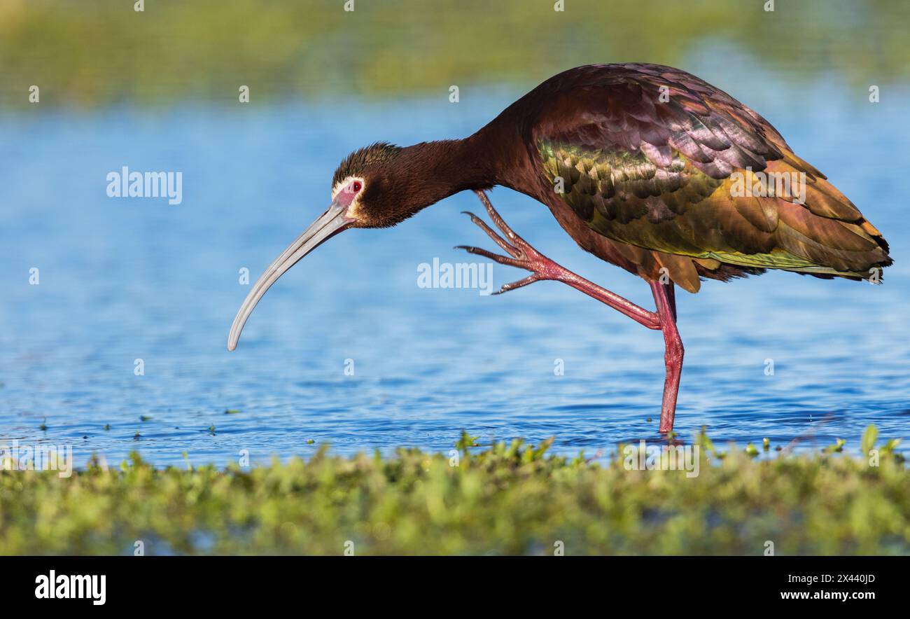 Graffi ibis bianchi Foto Stock