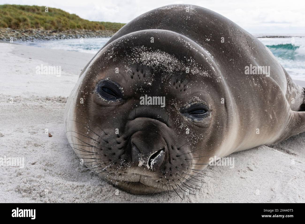 Cucino di foca di elefante meridionale, Mirounga leonina, che riposa su una spiaggia. Sea Lion Island, Isole Falkland Foto Stock