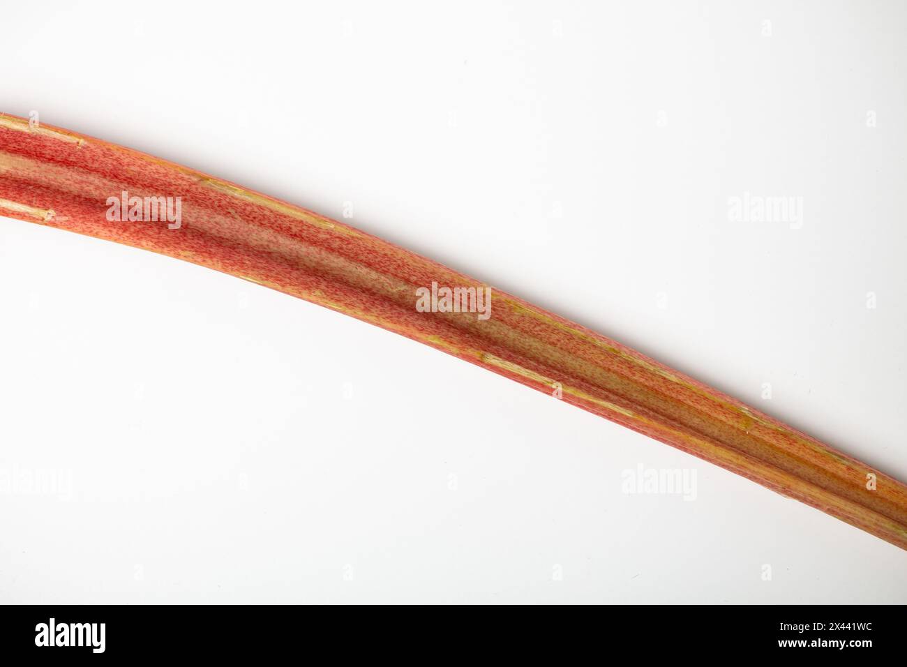 Un fresco gambo di rabarbaro minimalista isolato su sfondo bianco Foto Stock