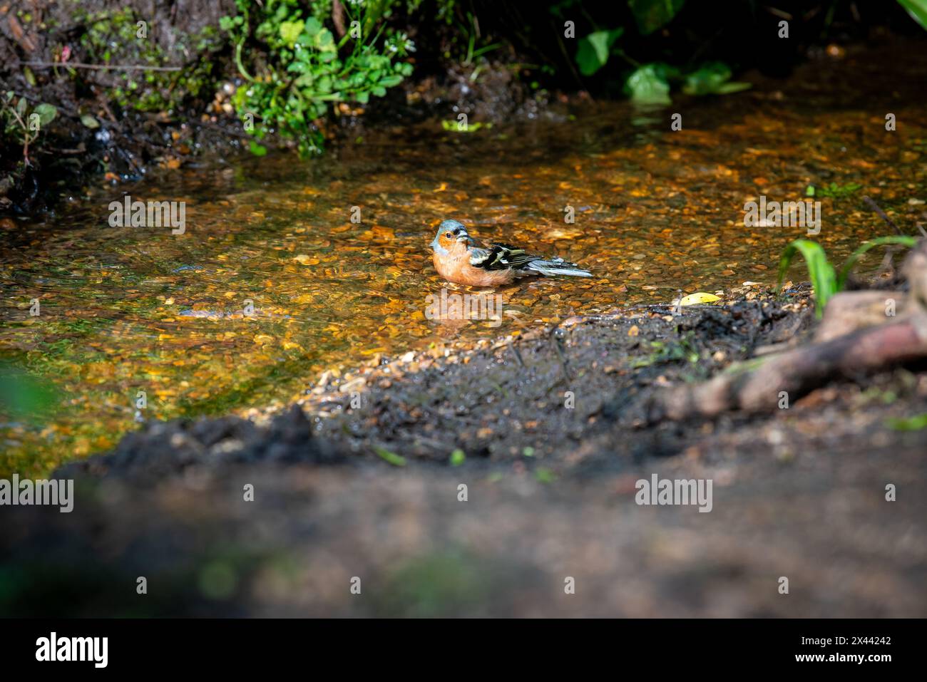 Maschio Chaffinch che fa il bagno nella Isabella Plantation, Richmond Park, Londra, Inghilterra Foto Stock