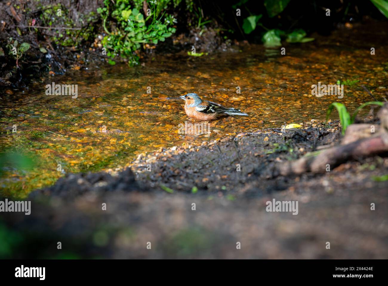 Maschio Chaffinch che fa il bagno nella Isabella Plantation, Richmond Park, Londra, Inghilterra Foto Stock