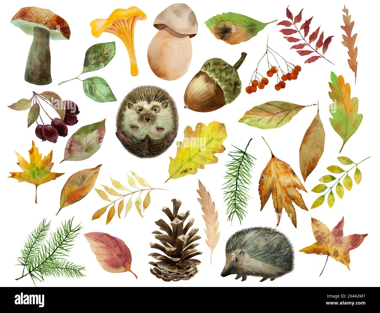 Set autunnale, disegnato a mano, riccio, foglie autunnali, bacche, hedgehog, animale della foresta, funghi, ghiande, bacche Foto Stock