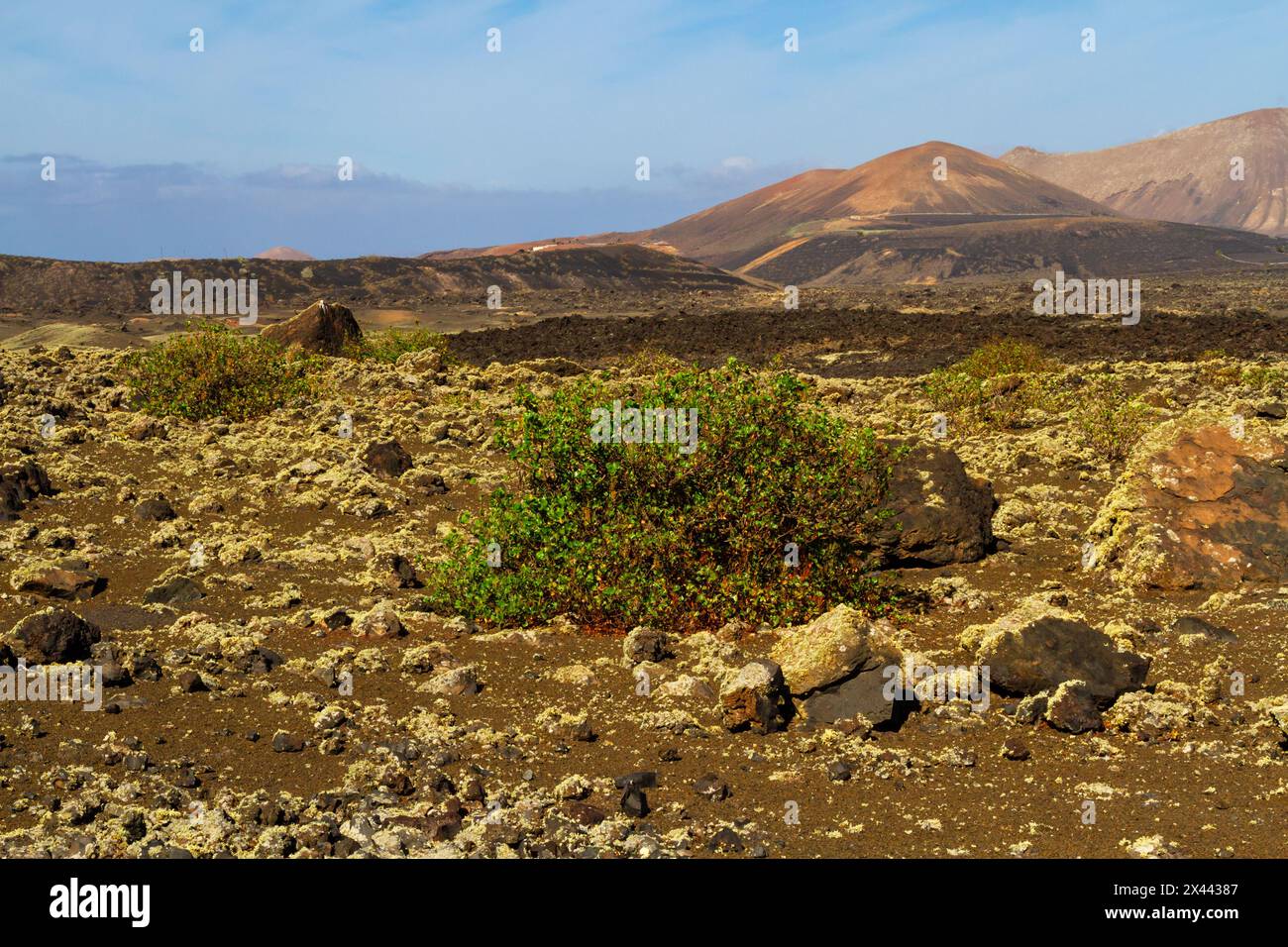 Vinegrera o canarino (Rumex lunaria), pianta endemica isole Canarie sul campo di lava. Montana Colorada, Lanzarote, Isole Canarie, Spagna, Foto Stock