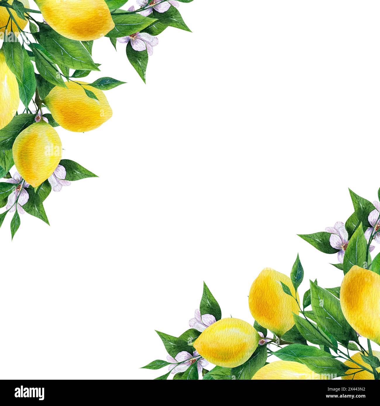 Limone, frutta, cornice, angolo, decorazione, illustrazione, festa della mamma Foto Stock