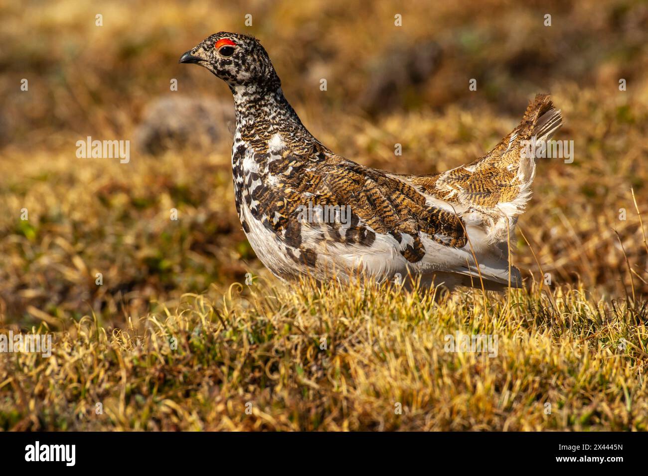 Stati Uniti, Colorado, Mt. Evans. Piumaggio mutevole di uccello ptarmigan dalla coda bianca. Foto Stock