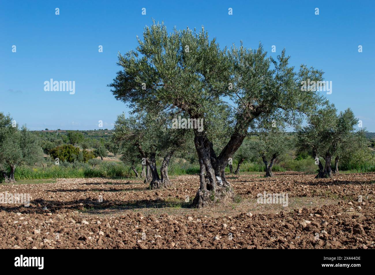 Olivo centenario nell'oliveto spagnolo in primavera Foto Stock