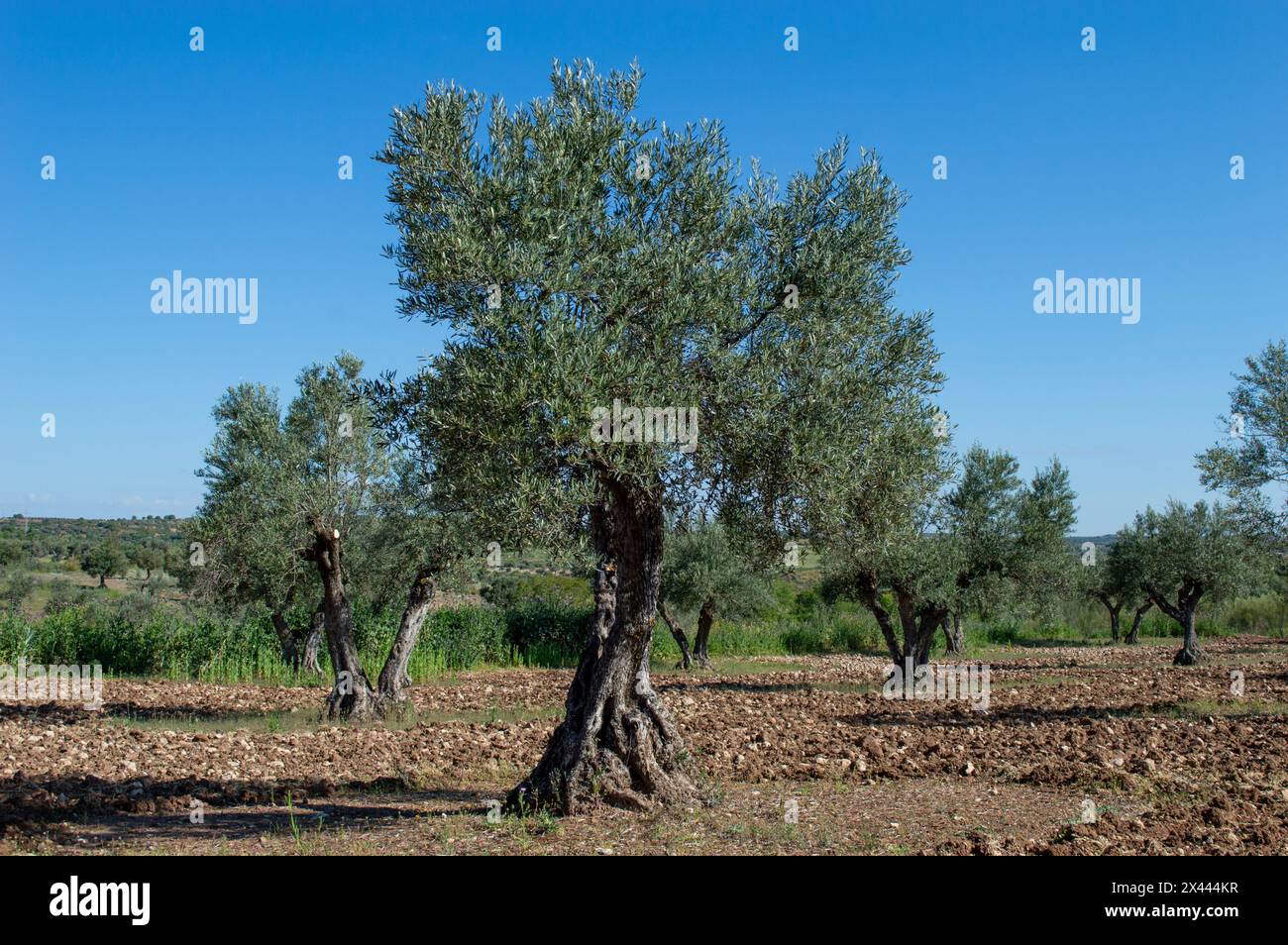 Olivo centenario nell'oliveto spagnolo in primavera Foto Stock
