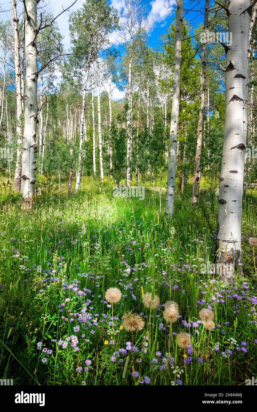 Stati Uniti, Colorado. Fiori selvatici in un boschetto di pioppi. Foto Stock