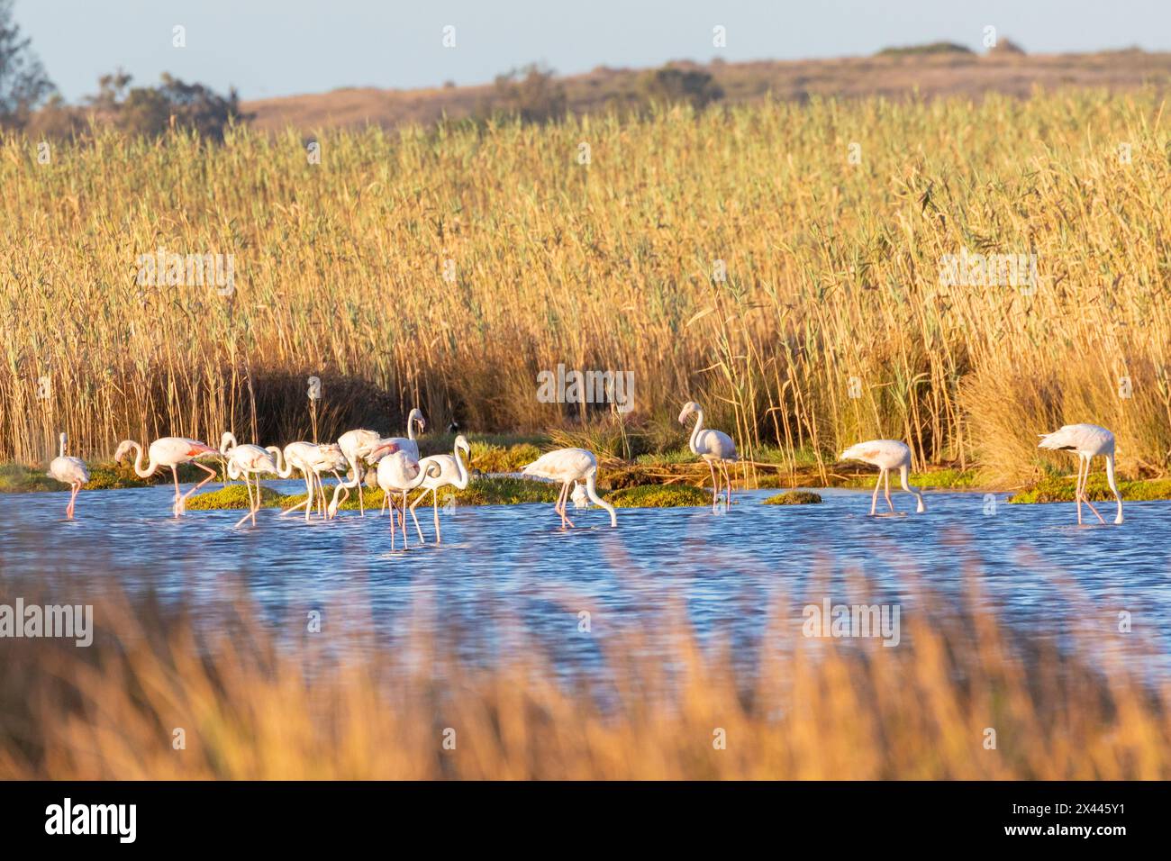 Stormo di fenicotteri maggiori (Phoenicopterus roseus) al tramonto nei letti di canne mareali, estuario del fiume Berg, costa occidentale, Sudafrica Foto Stock