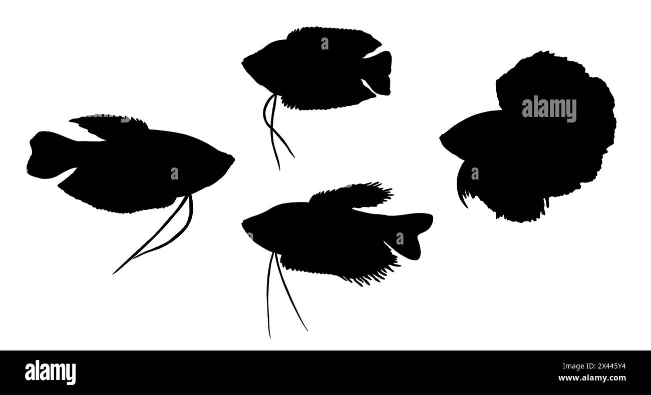 Disegno di silhouette con pesci d'acquario. Illustrazione con gourami, gourami nani e pesci siamesi da combattimento. Foto Stock