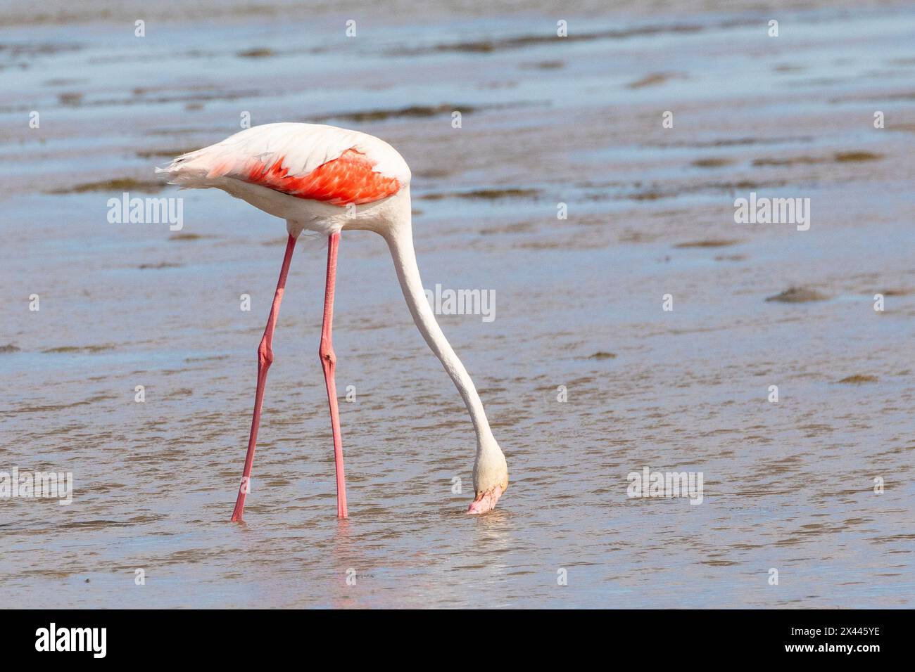 Il fenicottero maggiore (Phoenicopterus roseus) filtra il cibo durante la bassa marea, la laguna di Langebaan, la costa occidentale, il Sudafrica Foto Stock