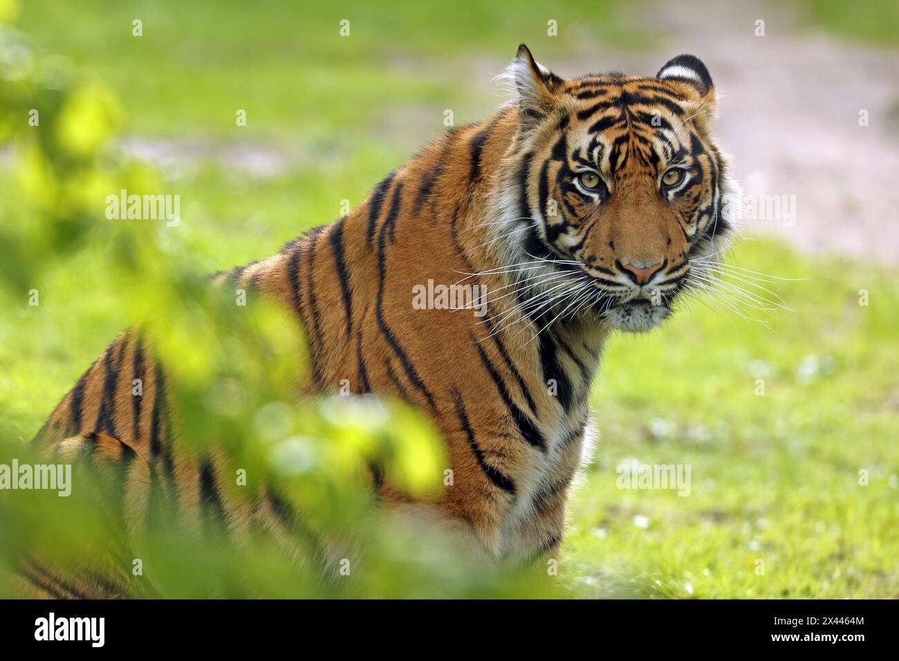 La tigre di Sumatra (Panthera tigris sumatrae), Captive Foto Stock