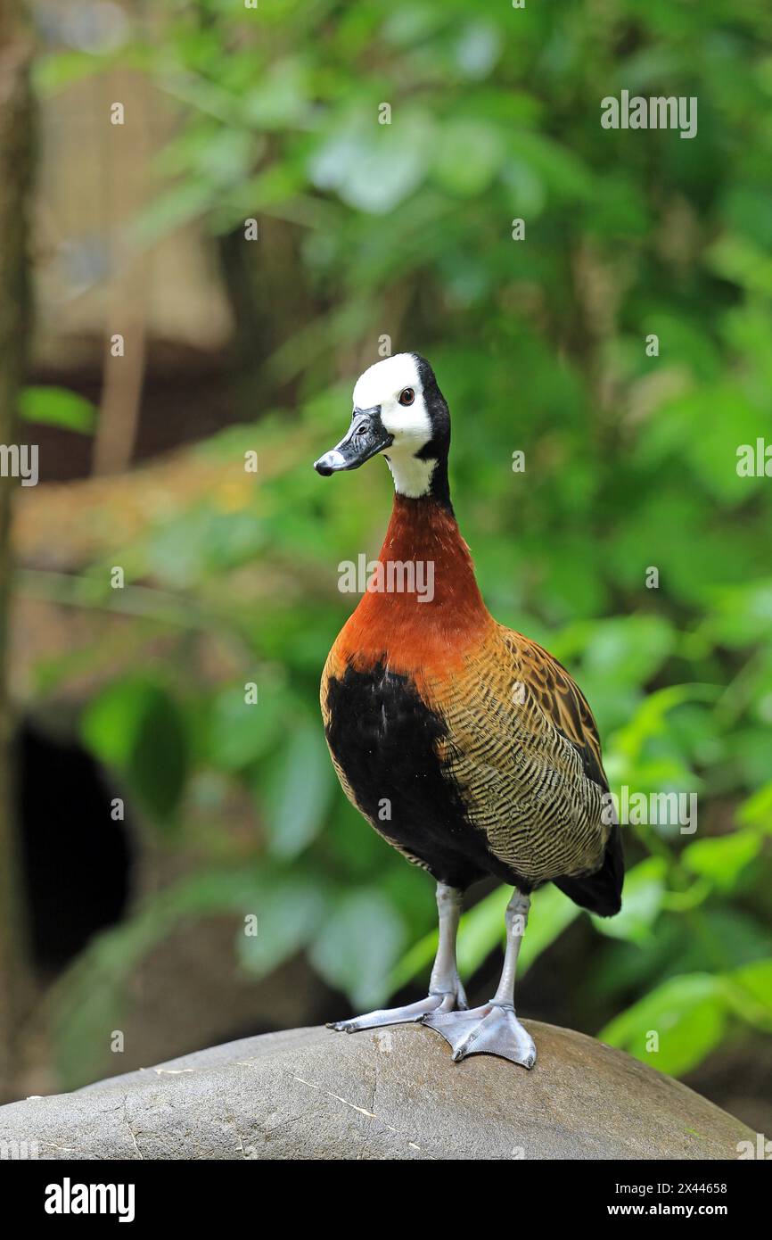 Anatra fischiante dalla faccia bianca (Dendrocygna viduata), prigioniera Foto Stock