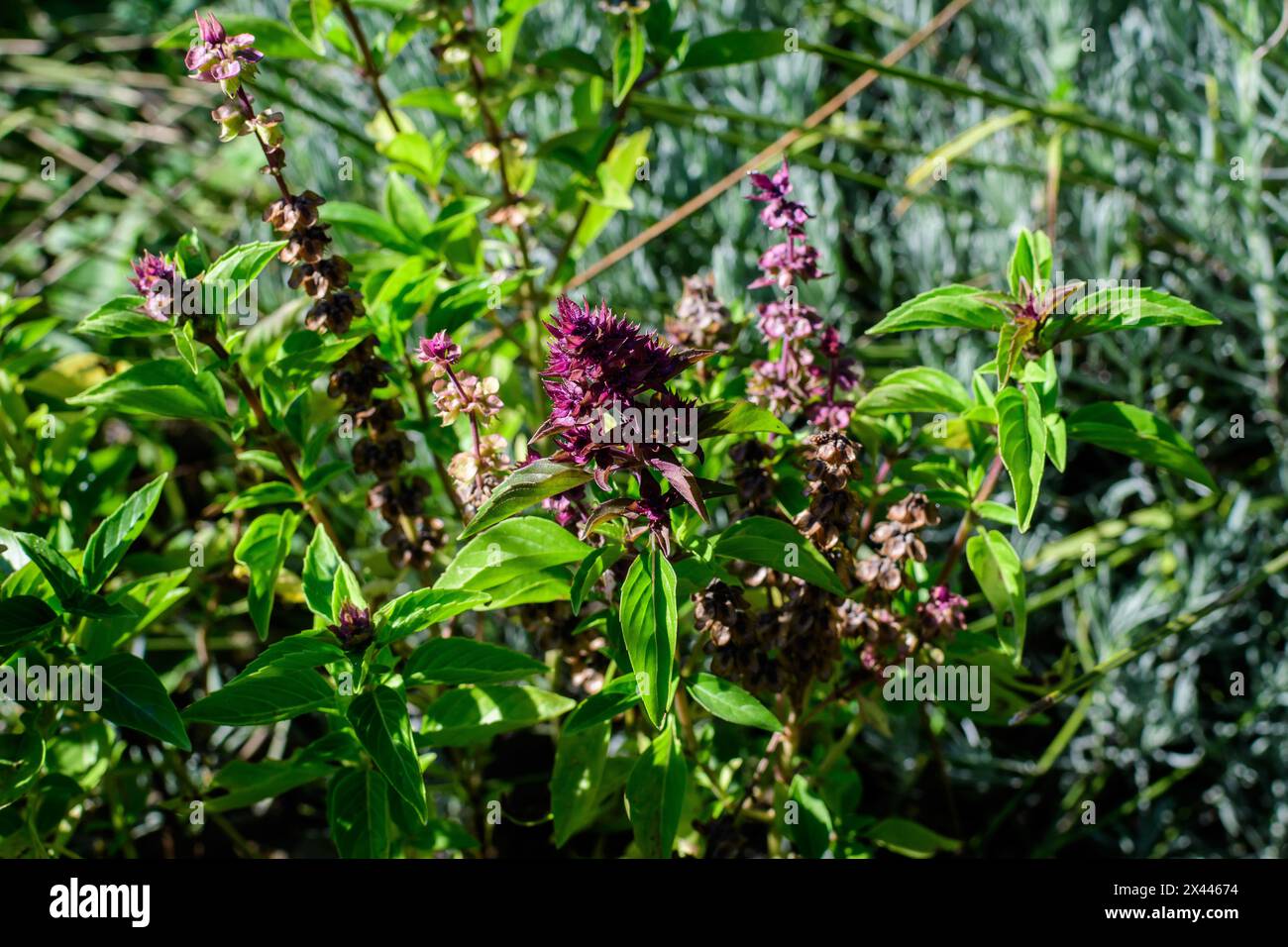 Primo piano di molte piccole foglie di basilico fresco verde e fiori in un giardino biologico autunno soleggiato, erbe vegane sane fotografate con soft focus Foto Stock