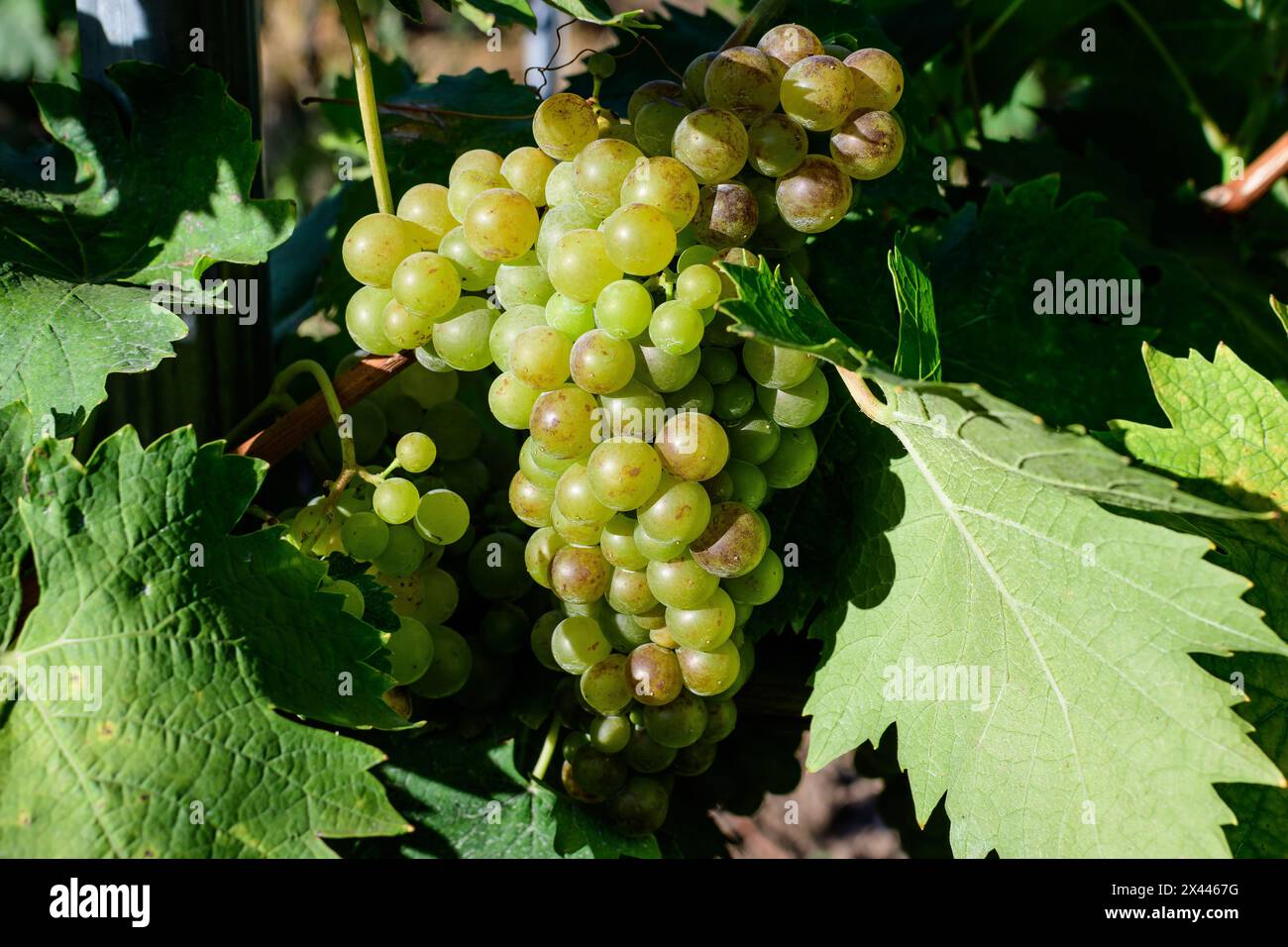Primo piano di uve bianche biologiche mature e foglie verdi in vigna in una giornata di sole autunnale Foto Stock