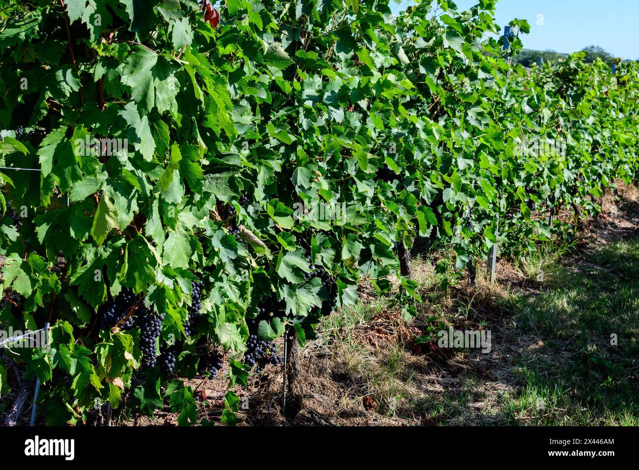 Fila con grandi piante con molte uve biologiche mature e foglie verdi in vigna in una giornata di sole autunno Foto Stock