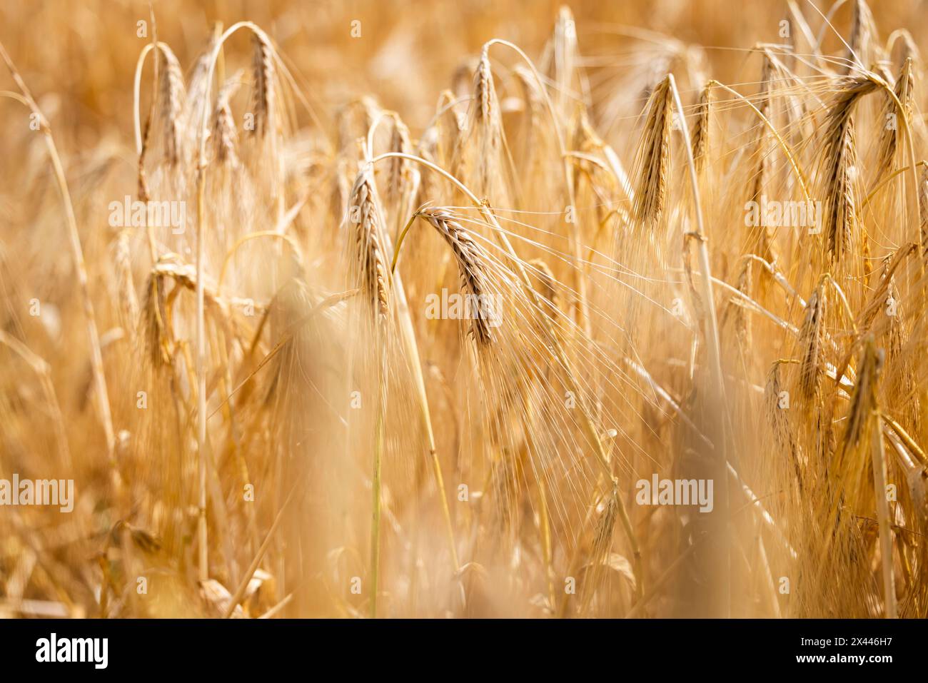 Vista dettagliata delle orecchie d'orzo mature su un campo di mais, Colonia, Renania settentrionale-Vestfalia, Germania Foto Stock