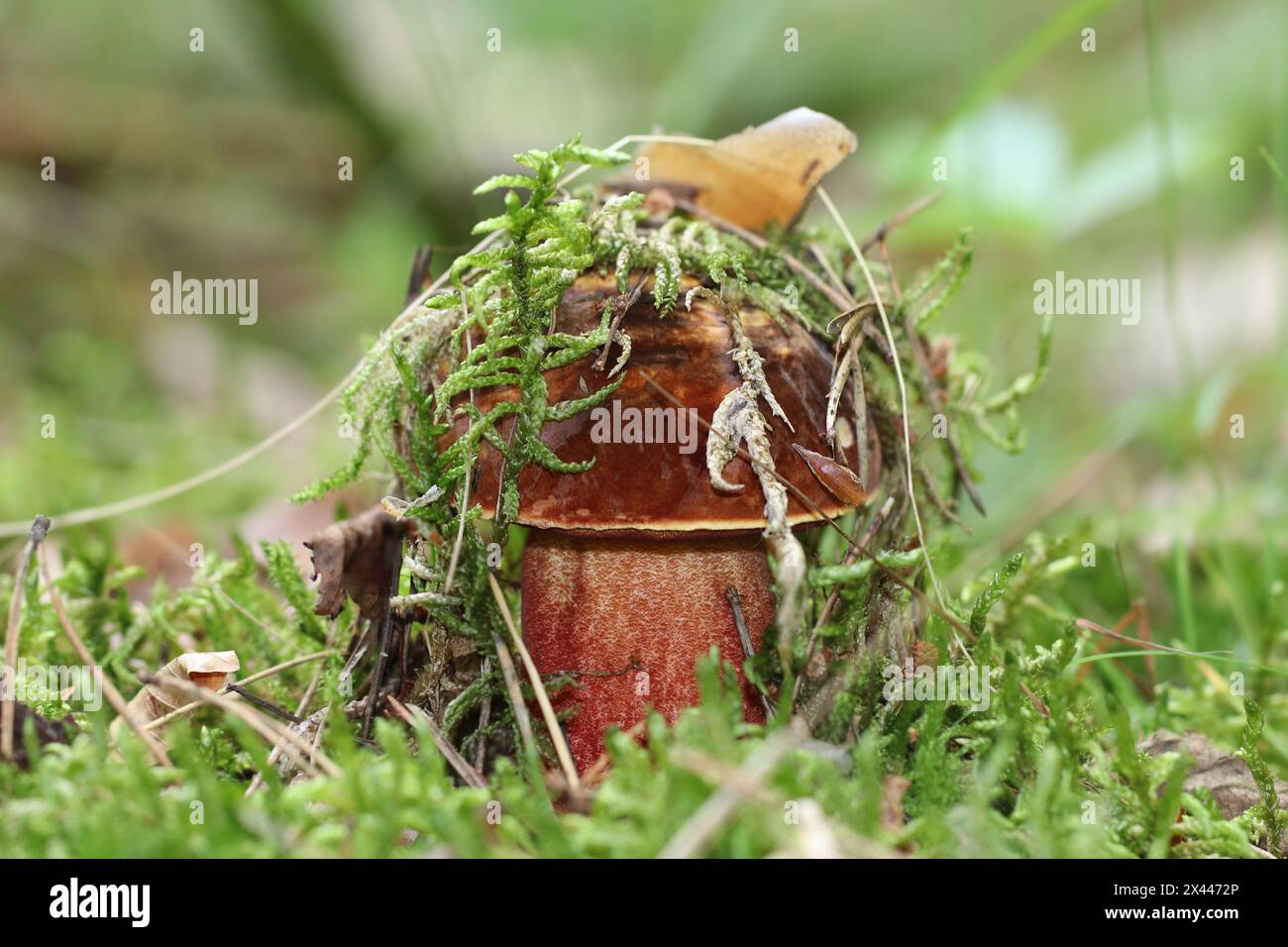 Il giovane Neoboletus luridiformis si nasconde sotto il muschio. Raccogliere funghi selvatici nella foresta. Fungo solido di grandi dimensioni con cappuccio marrone baia e giallo punteggiato rosso Foto Stock