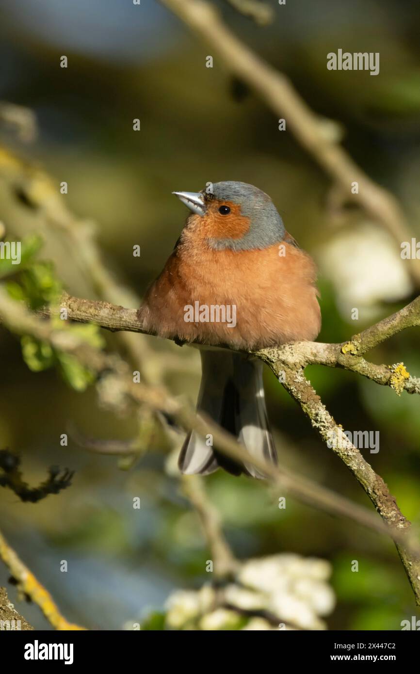 Sciaffinch eurasiatico (Fringilla coelebs) uccello maschio adulto su un ramo dell'albero di biancospino, Inghilterra, Regno Unito Foto Stock