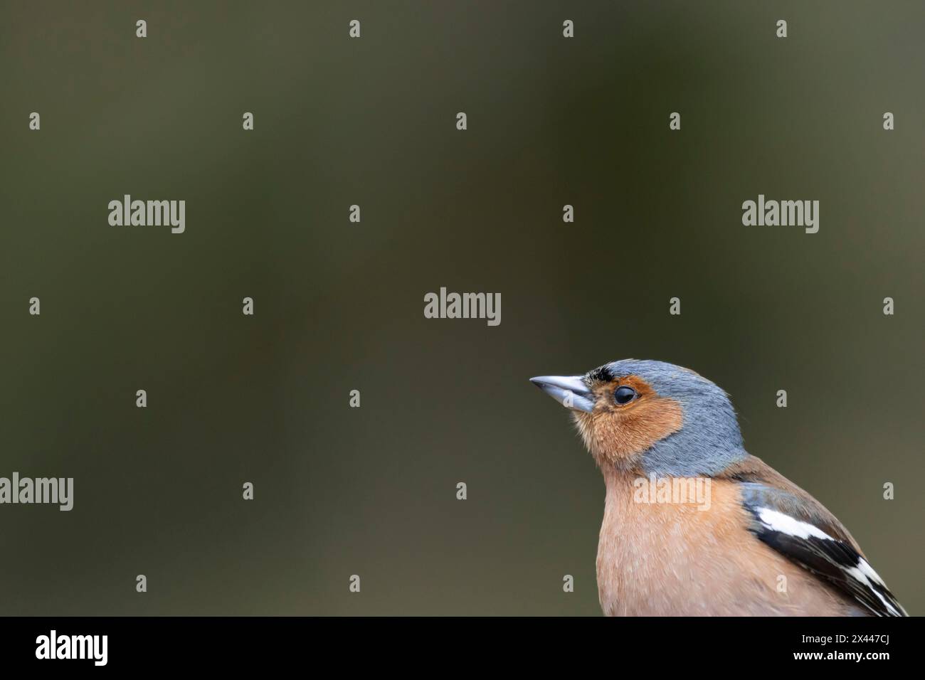 Zaffinch eurasiatico (Fringilla coelebs) ritratto della testa di uccello maschile adulto, Inghilterra, Regno Unito Foto Stock