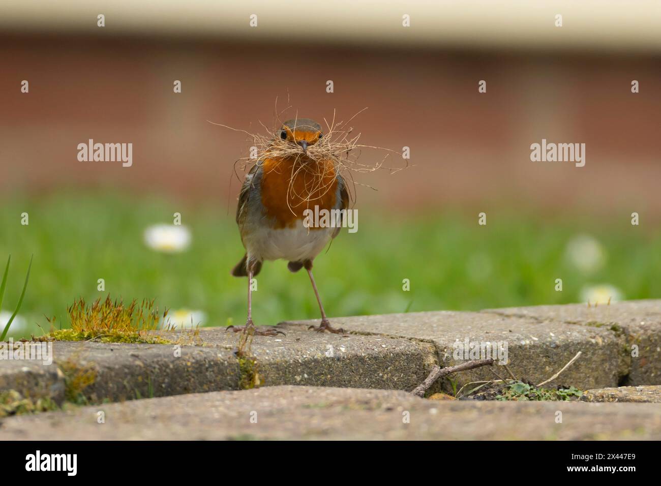 Uccello europeo robin (erithacus rubecula) con materiale di nidificazione nel becco su un patio con giardino, Inghilterra, Regno Unito Foto Stock