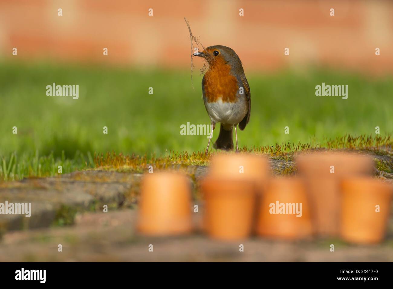 Uccello europeo robin (erithacus rubecula) con materiale di nidificazione nel becco su un patio con giardino, Inghilterra, Regno Unito Foto Stock