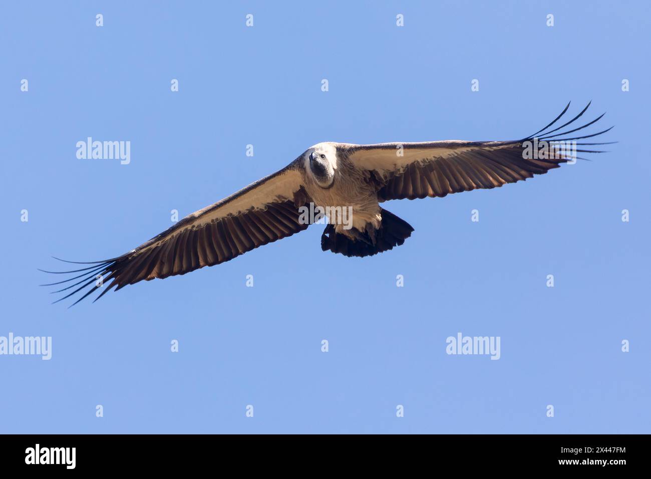 Avvoltoio a dorso bianco (Gyps africanus) in volo, Limpopo, Sudafrica. Questa specie è elencata come in pericolo critico con una popolazione in diminuzione Foto Stock