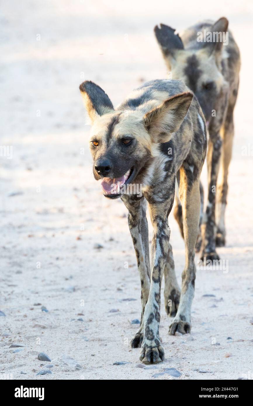 Cane selvatico africano in via di estinzione o cane dipinto (Lycaon pictus), Kruger National Park, Sudafrica. Le minacce includono uccisioni umane, sviluppo umano e. Foto Stock
