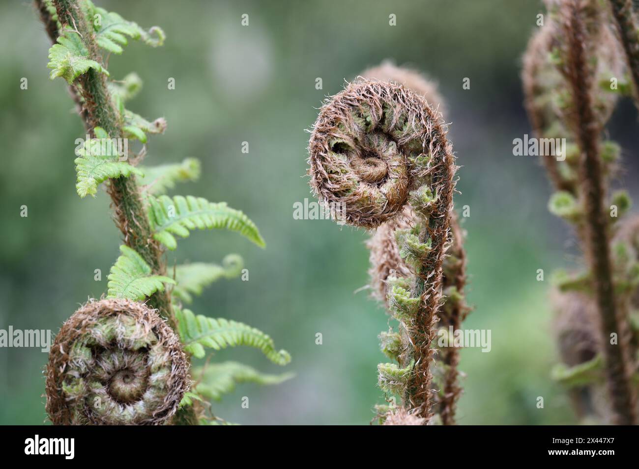 Bracken Fern Fiddleheads (Pteridium aquilinum) unfurling, Regno Unito Foto Stock