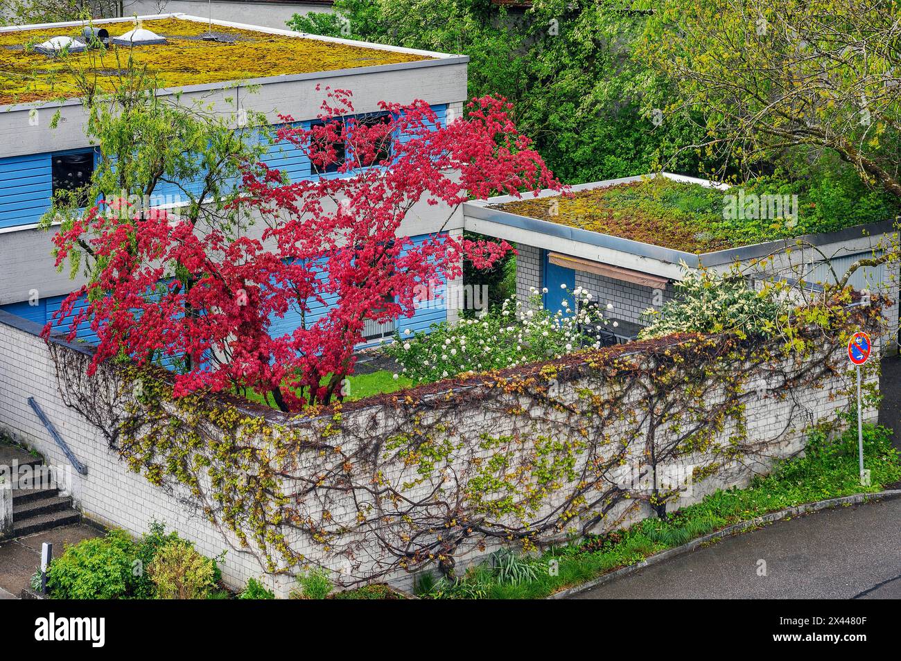 Tetto piatto mossy e natura in fiore, Kempten, Allgaeu, Svevia, Baviera, Germania Foto Stock