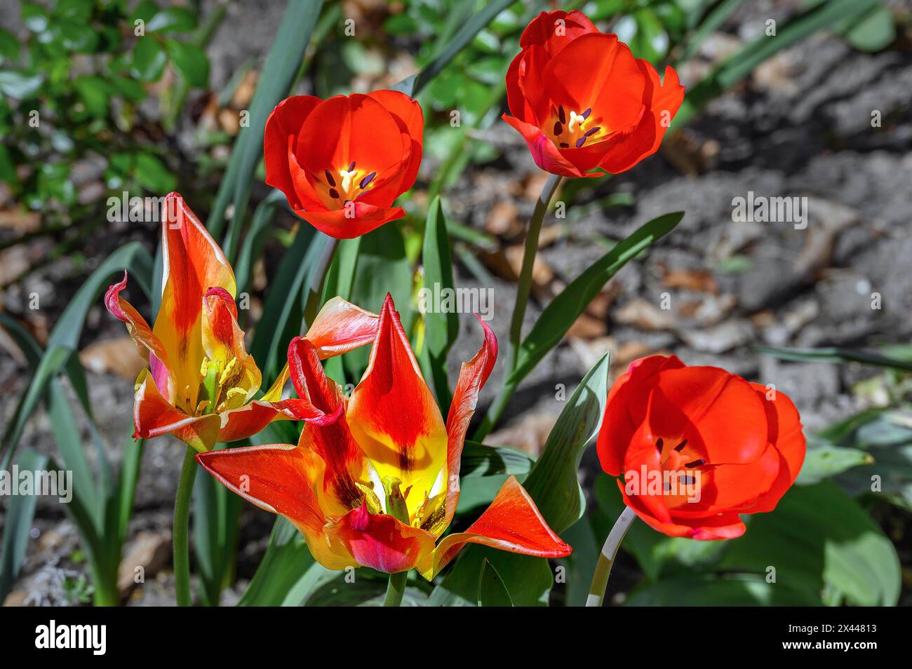 Tulipani rossi (Tulipa), Allgaeu, Svevia, Baviera, Germania Foto Stock