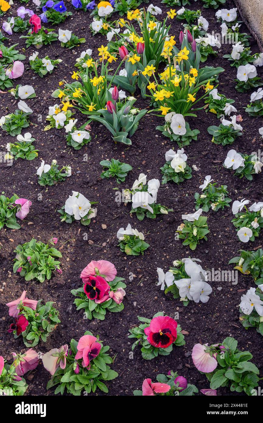 Pansie (Viola x wittrockiana) e narcisi (Narciso), Allgaeu, Svevia, Baviera, Germania Foto Stock