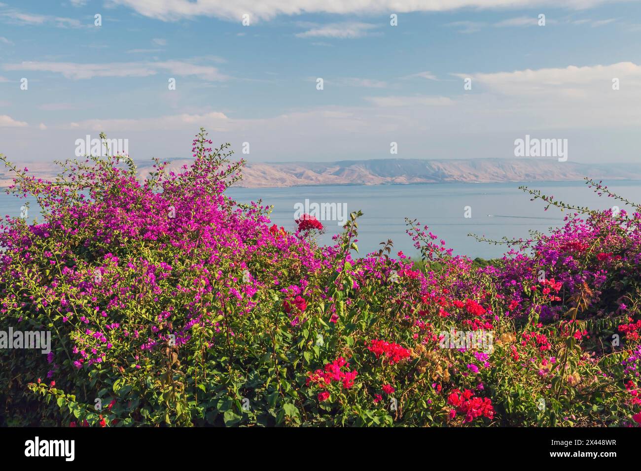 Fiori di bouganville viola e rossa in giardino che si affaccia sul Mare di Galilea e sulle alture del Golan presso la Chiesa delle Beatitudini, Monte di Foto Stock