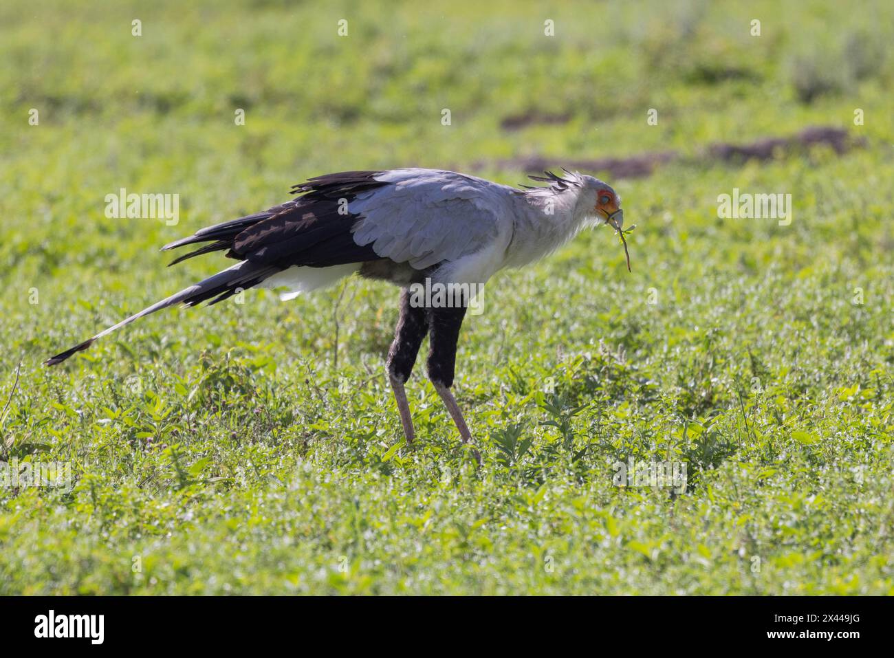 Secretary Bird (Sagittarius serpentarius), con Snake, cratere di Ngorongoro, Tanzania Foto Stock