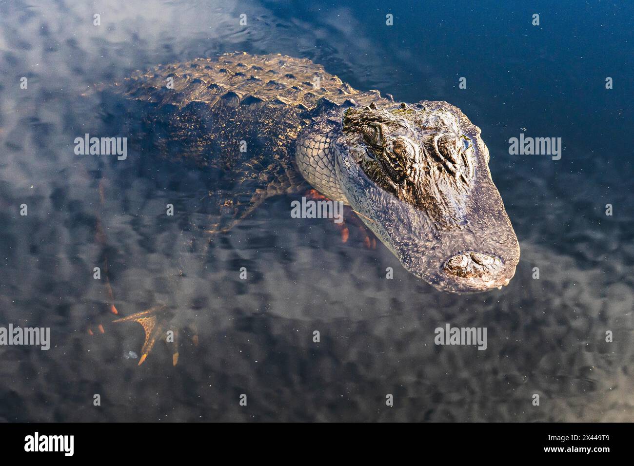 Alligators Everglades National Park, US Highway 41, Miami, Everglades, Florida, STATI UNITI Foto Stock