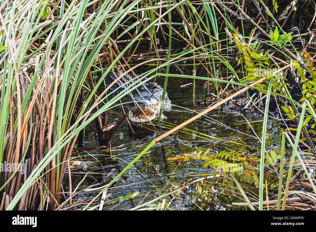 Alligators Everglades National Park, US Highway 41, Miami, Everglades, Florida, STATI UNITI Foto Stock
