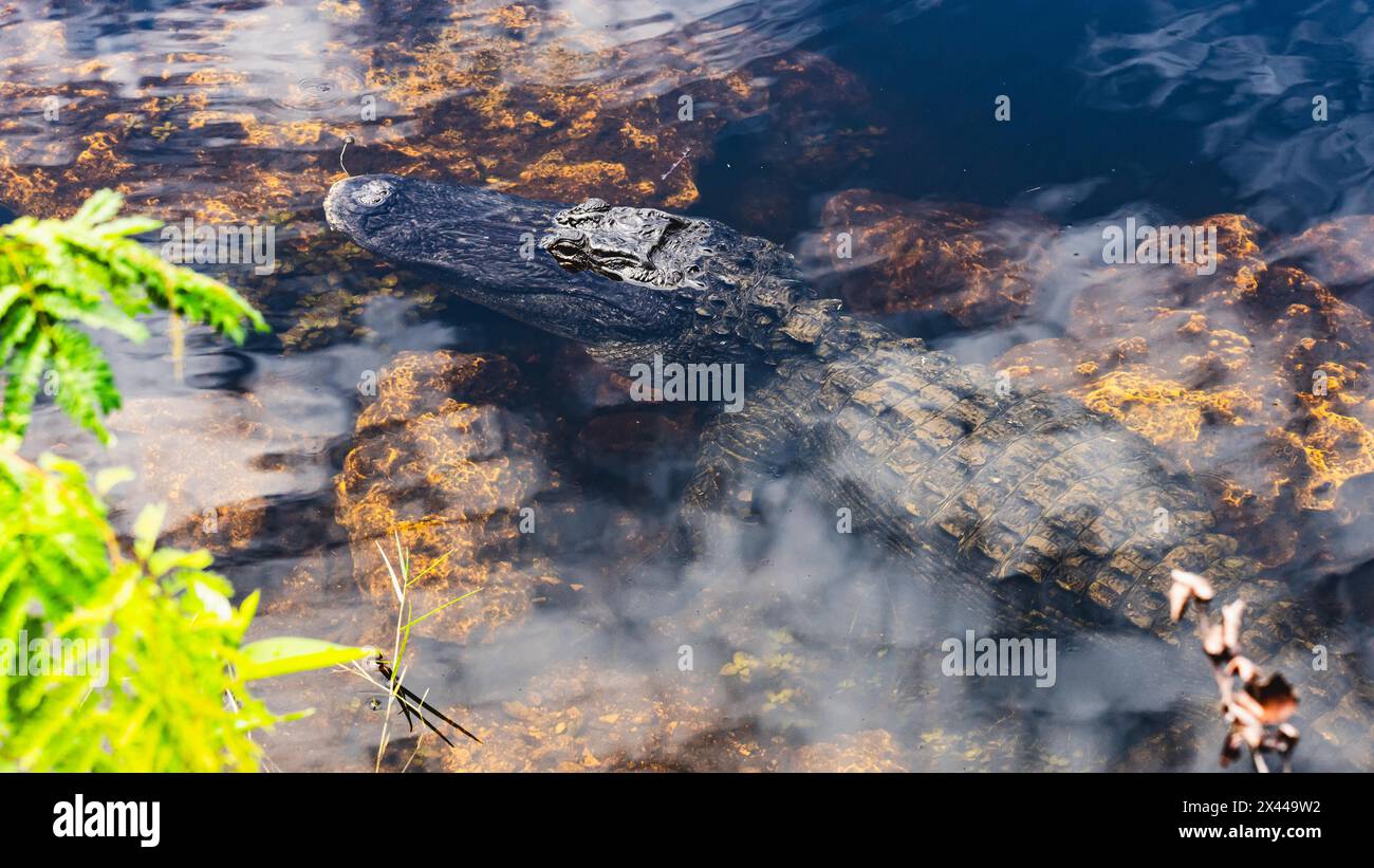 Alligators Everglades National Park, US Highway 41, Miami, Everglades, Florida, STATI UNITI Foto Stock