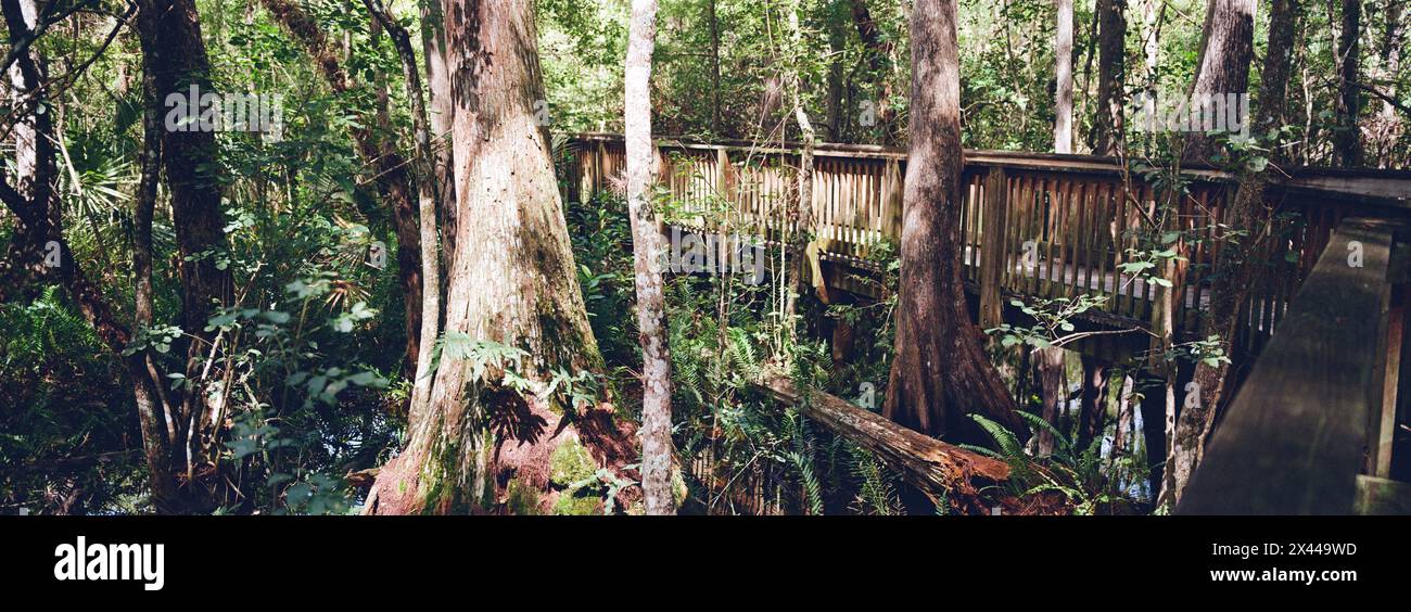 Kirby Storter Roadside Park, Tamiami Trail East, Ochopee, Everglades, Florida, STATI UNITI Foto Stock