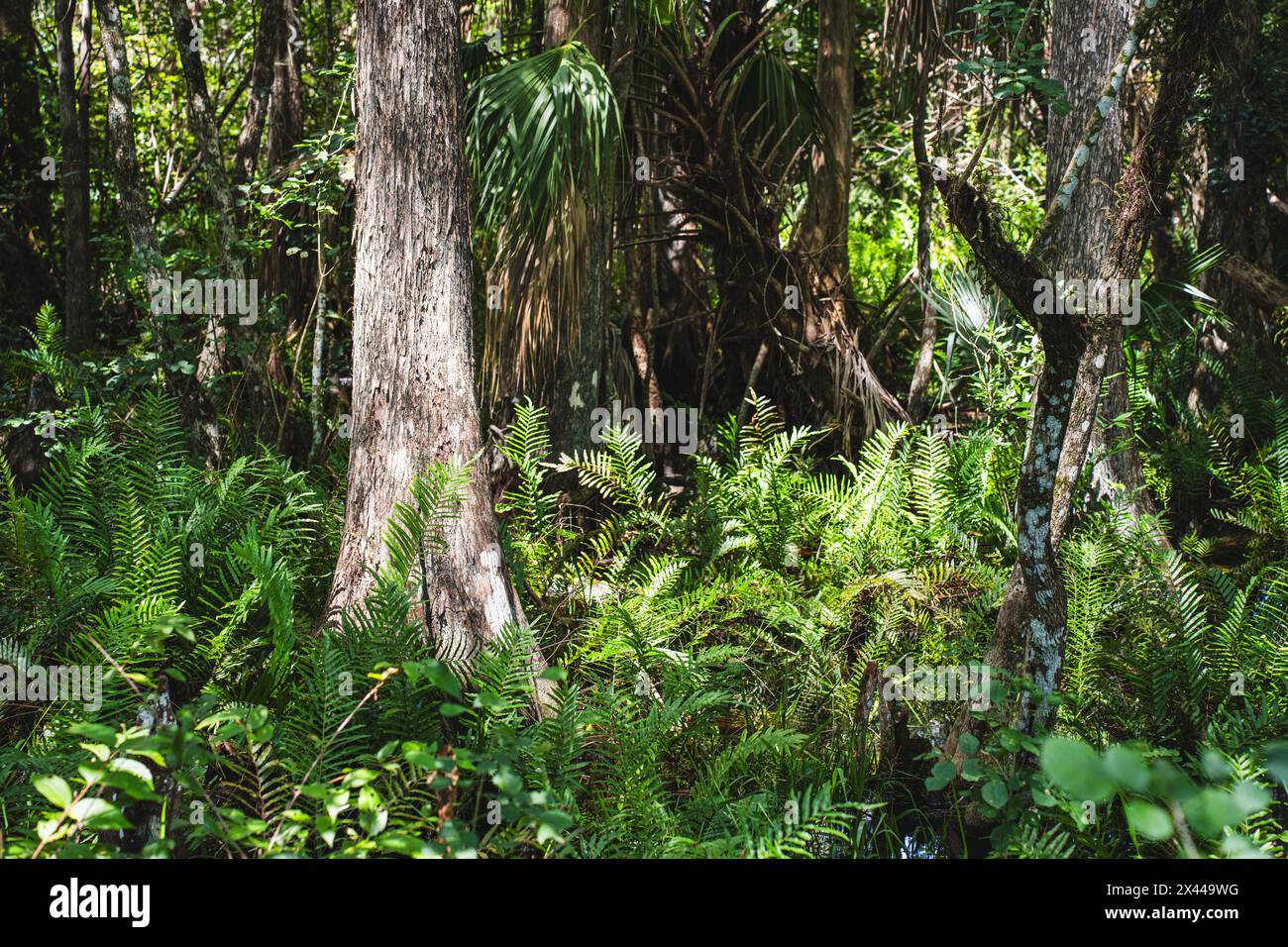 Kirby Storter Roadside Park, Tamiami Trail East, Ochopee, Everglades, Florida, STATI UNITI Foto Stock