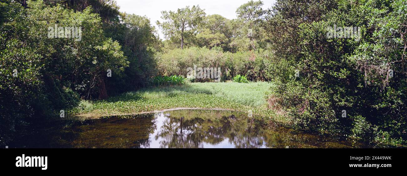 Kirby Storter Roadside Park, Tamiami Trail East, Ochopee, Everglades, Florida, STATI UNITI Foto Stock