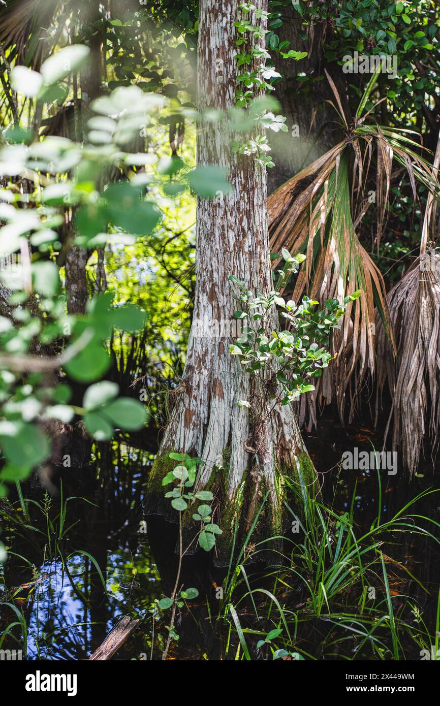 Kirby Storter Roadside Park, Tamiami Trail East, Ochopee, Everglades, Florida, STATI UNITI Foto Stock