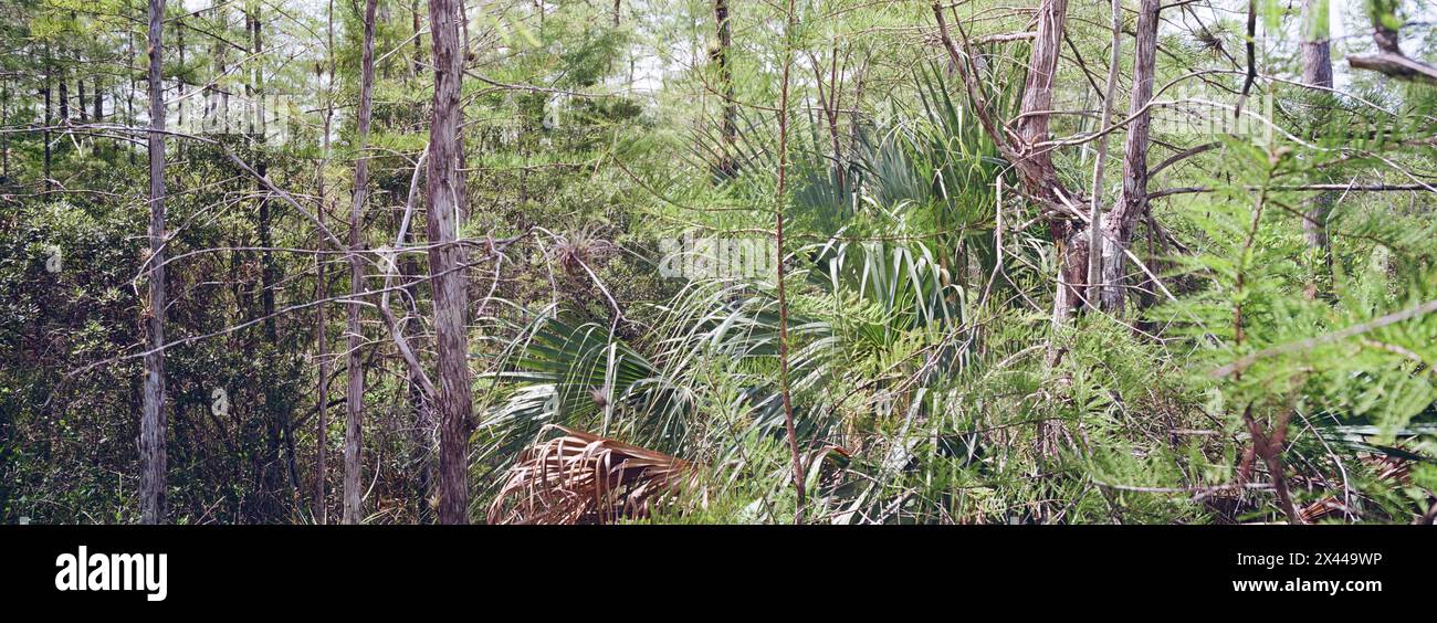 Kirby Storter Roadside Park, Tamiami Trail East, Ochopee, Everglades, Florida, STATI UNITI Foto Stock