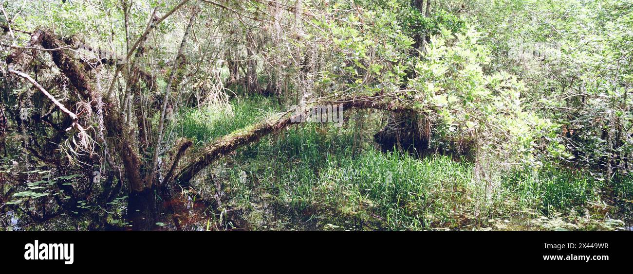 Kirby Storter Roadside Park, Tamiami Trail East, Ochopee, Everglades, Florida, STATI UNITI Foto Stock