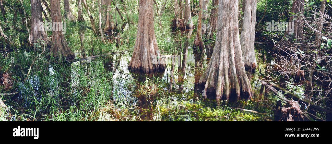 Kirby Storter Roadside Park, Tamiami Trail East, Ochopee, Everglades, Florida, STATI UNITI Foto Stock