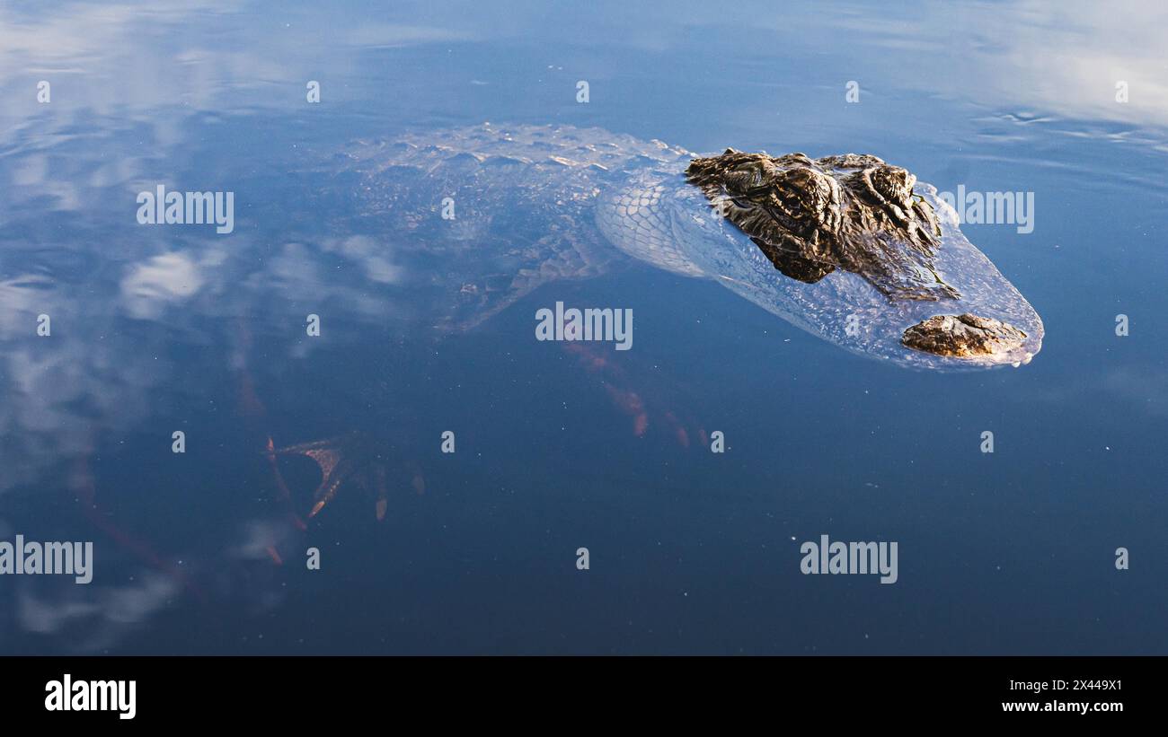 Alligators Everglades National Park, US Highway 41, Miami, Everglades, Florida, STATI UNITI Foto Stock