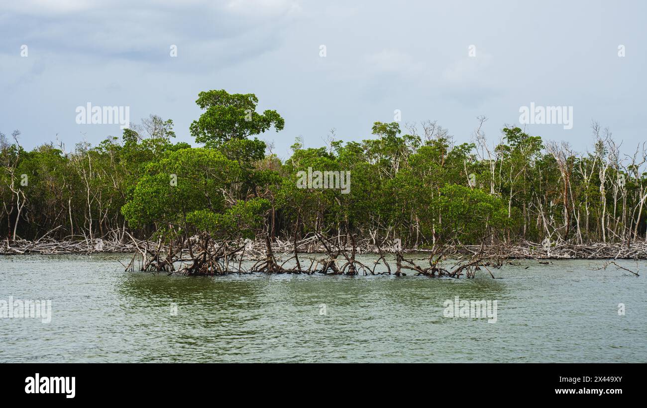 Mangrovie a Chokoloskee Bay, Everglades, Florida, Stati Uniti Foto Stock