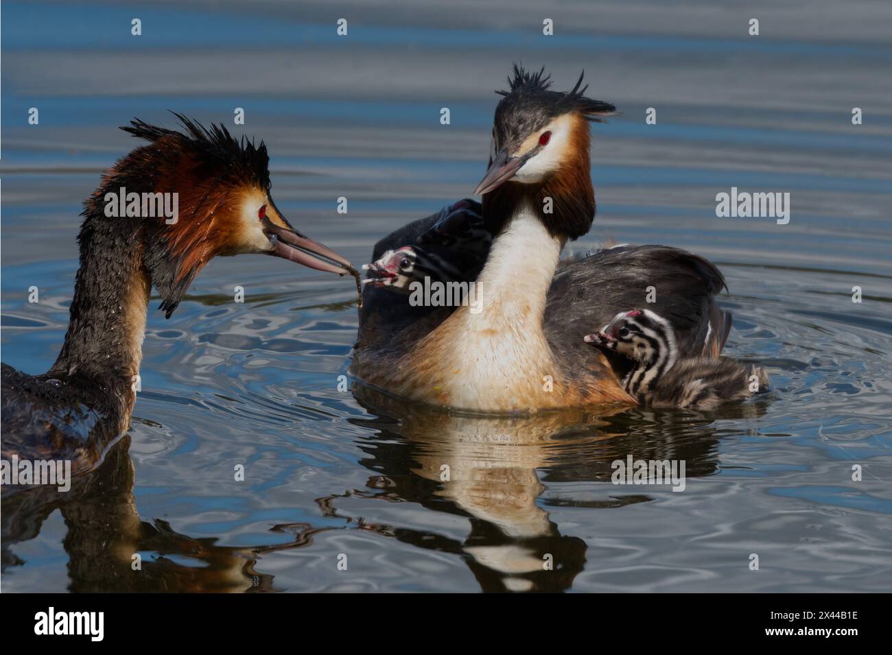 Famiglia di Grebes grande creste con i piccoli grebe giovanili che cavalcano sulla schiena dell'adulto. L'altro adulto sta cercando di dare da mangiare a una ragazza. Foto Stock