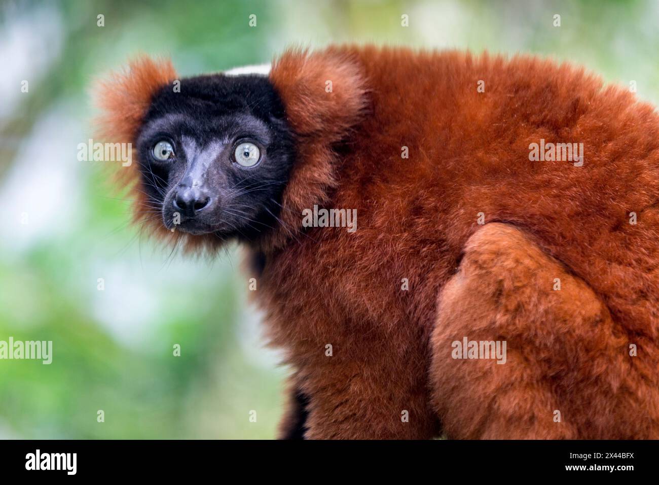 Un lembo rosso arruffato in via di estinzione dal Madagascar. Foto Stock