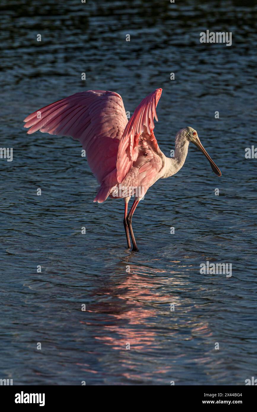 Becco di spatola Roseate che spalanca le ali. Foto Stock